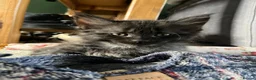 Maine Coon cats for sale: Maine Coon Kittens  - Advert 22