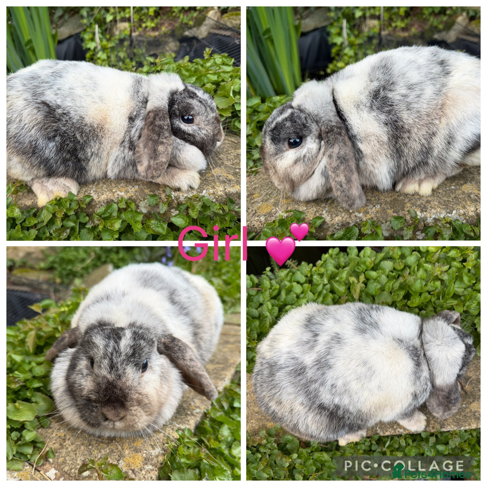 Mini Lop rabbits 1 stunning purebred mini lop 🥰 - Advert 19