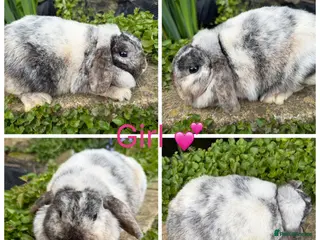 Mini Lop rabbits 1 stunning purebred mini lop 🥰 - Advert 19