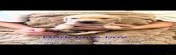 Golden Retriever dogs for sale: Golden retriever puppies  - Advert 4