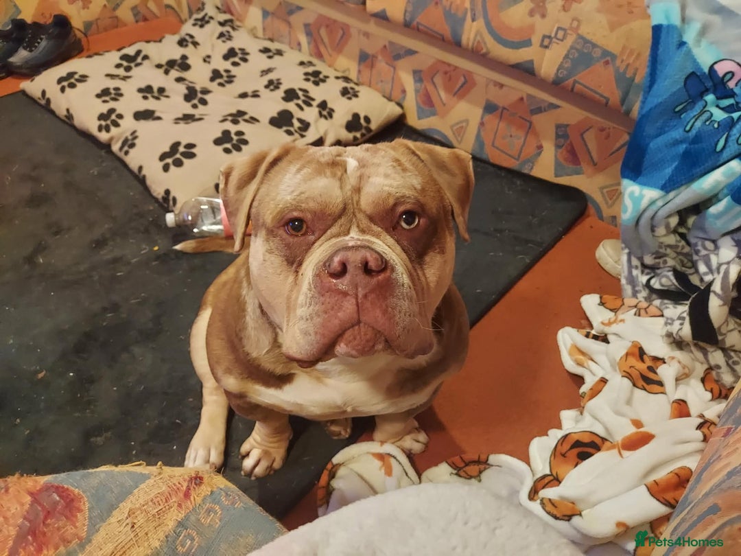 American Bully dogs for sale: Male Pocket Bully  - Advert 1