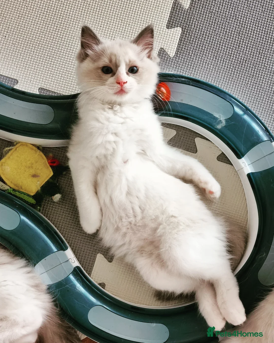 Ragdoll cats for stud: ✨Stunning proven seal Bi-colour boy for stud 🐈 in London - Advert 8