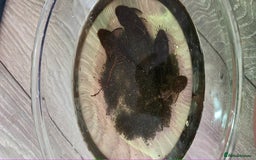 Catfish fish for sale: 5 catfish for sale with aquarium and filter - Image 2