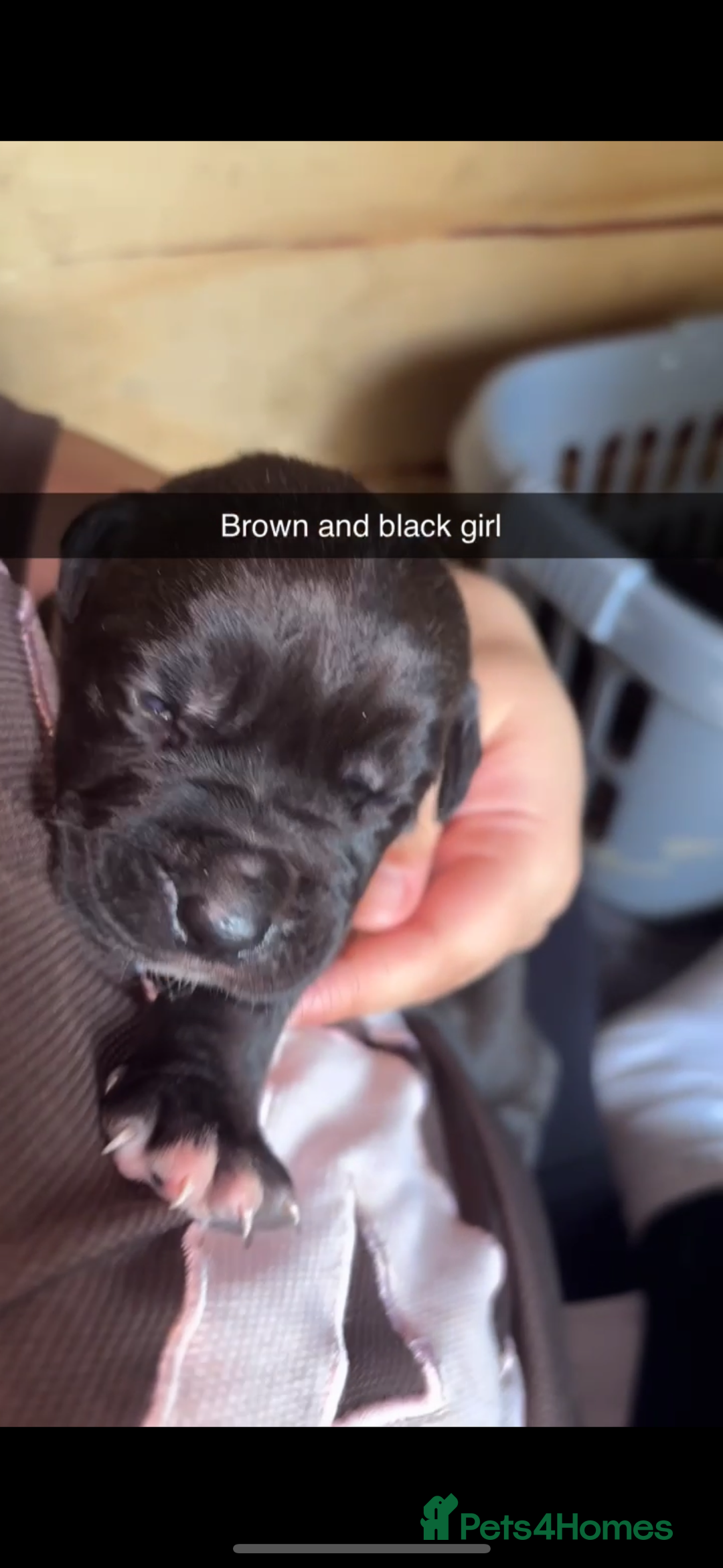 Cane Corso dogs for sale: Cane Corso first litter of puppies !! - Image 19