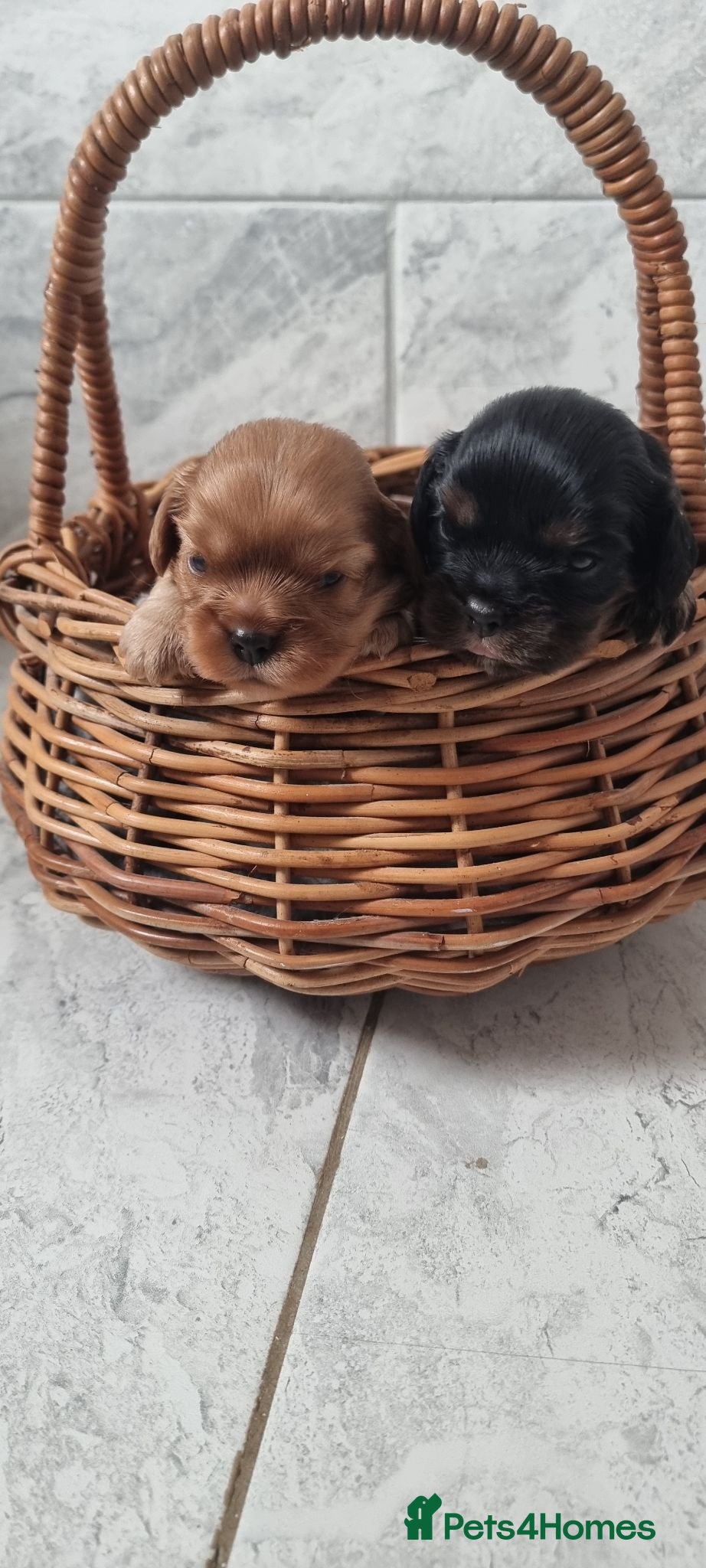 Cavalier King Charles Spaniel dogs True Cav kc reg Babies - Advert 4