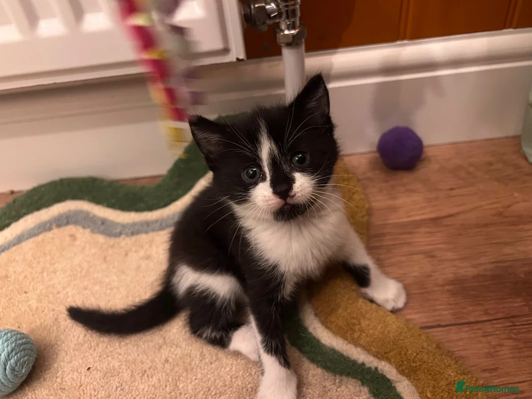 British Shorthair cats for sale: 3x Tuxedo Kittens for Adoption - Advert 1