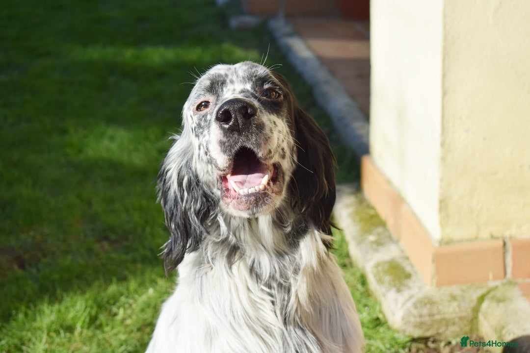 English Setter dogs for adoption: Koi   - Advert 1