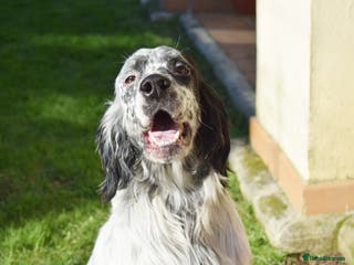 English Setter dogs Koi - Advert 1