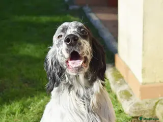 English Setter dogs Koi - Advert 5