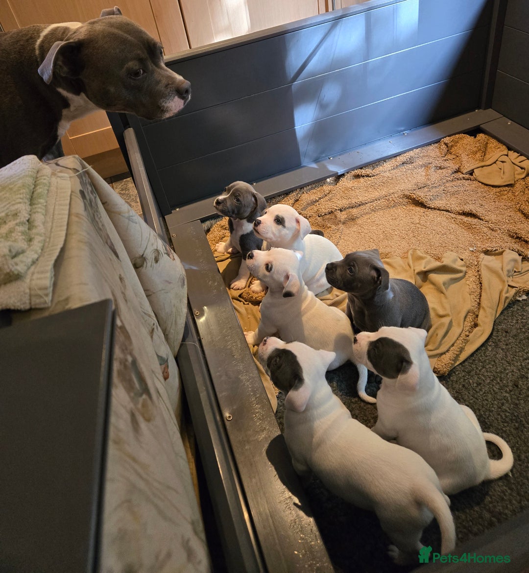 Staffordshire Bull Terrier dogs for sale: VERY RARE TOP QUALITY WHITE BLUE PIED STAFFORD BOY - Image 20