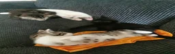 Mixed Breed cats for sale: 5 Beautiful Kittens need loving home - Advert 12