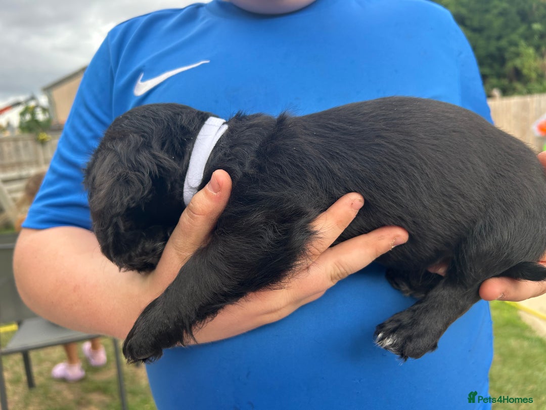 Mixed Breed dogs for sale: Jackapoo spaniel cross - hound puppies  - Image 21