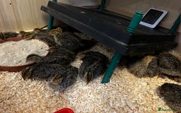 Mixed Breed birds for sale: 18 coturnix quail chicks  - Image 4
