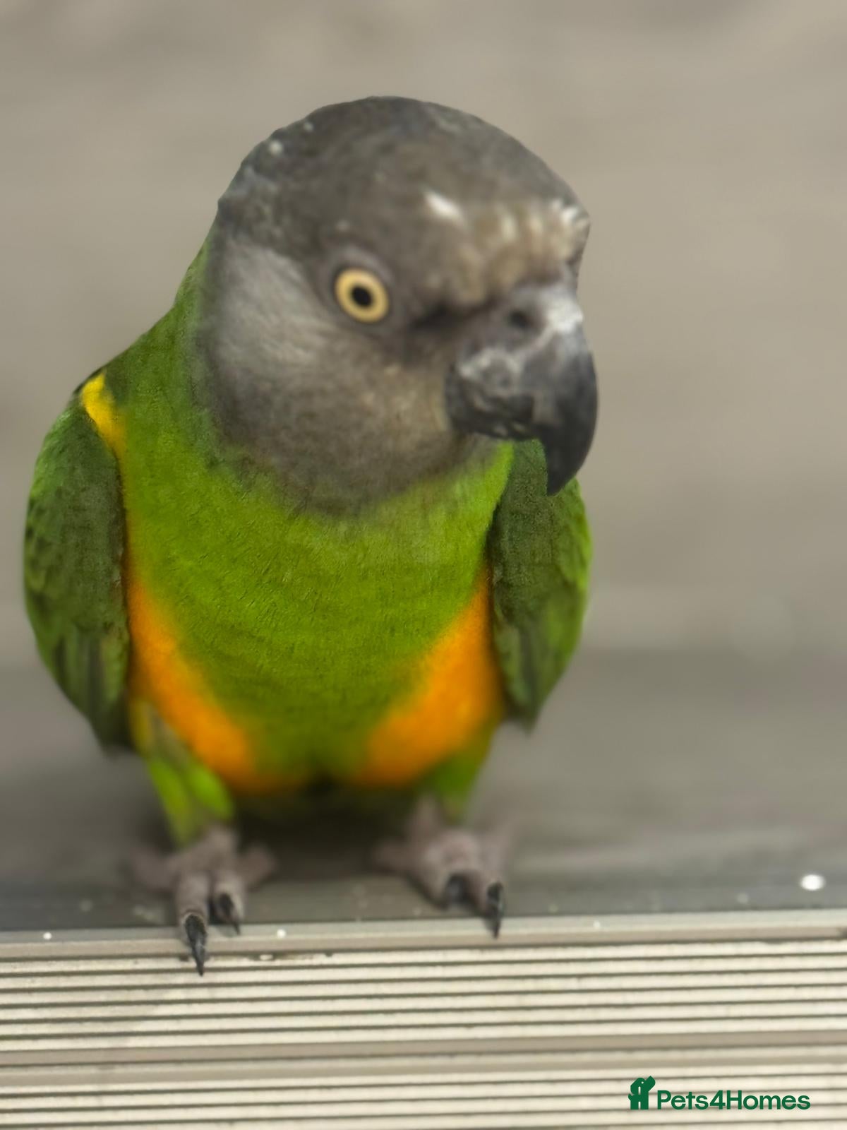 Parakeets birds Senegal Parrot Tamed  - Advert 5