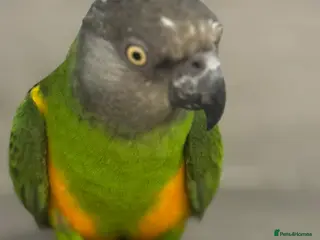 Parakeets birds Senegal Parrot Tamed - Advert 5