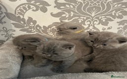 British Shorthair cats for sale: Stunning British shorthair kittens - Image 16