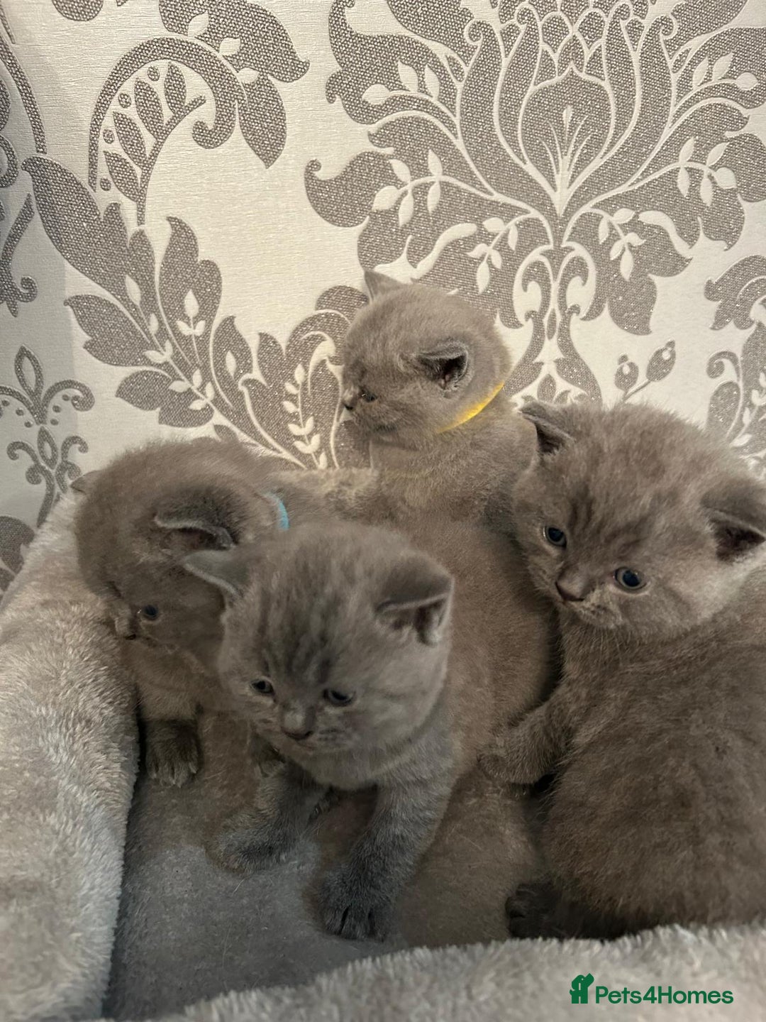 British Shorthair cats for sale: Stunning British shorthair kittens - Image 16