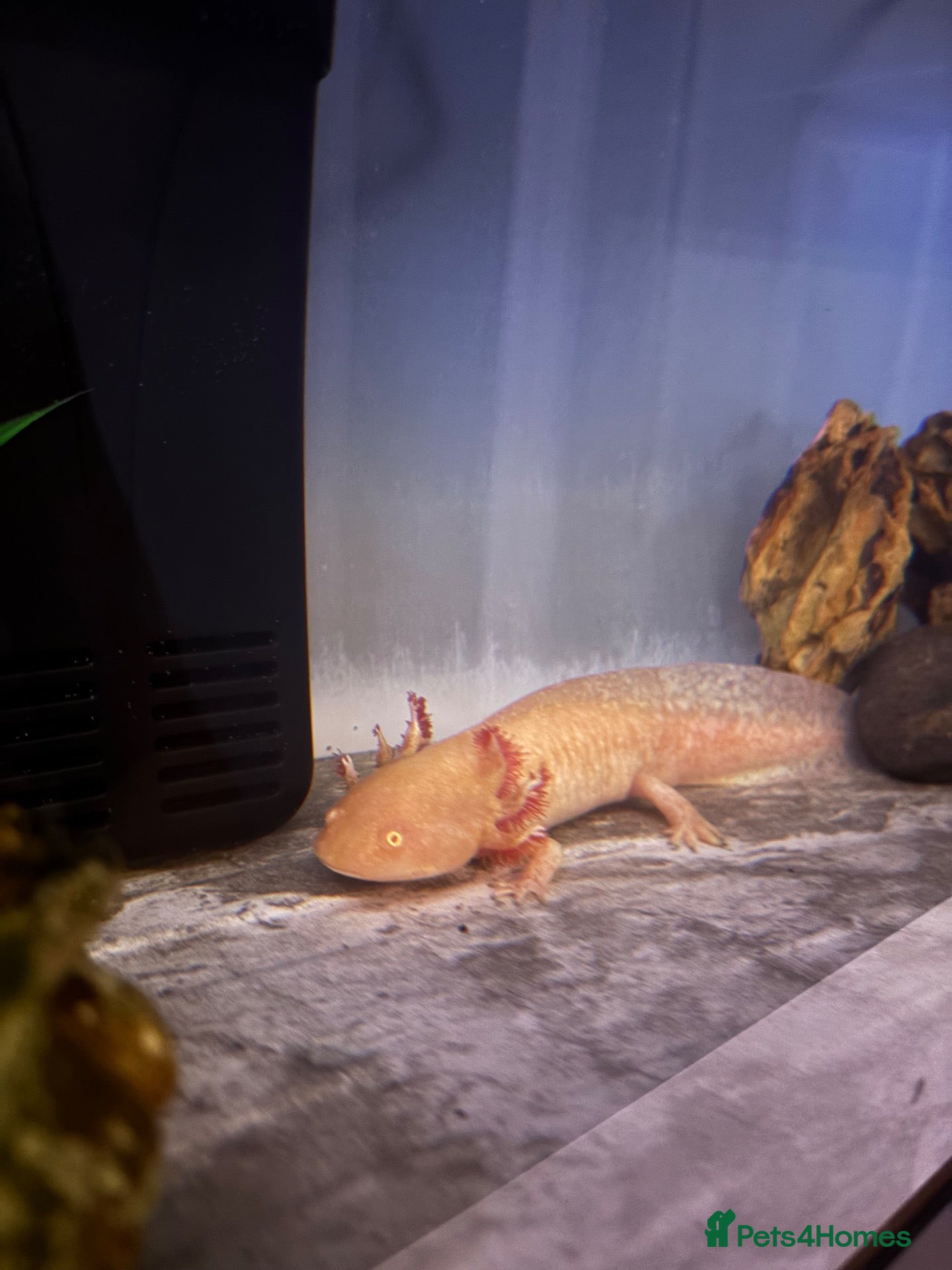 Axolotl reptiles Male Axolotl teen  - Advert 1