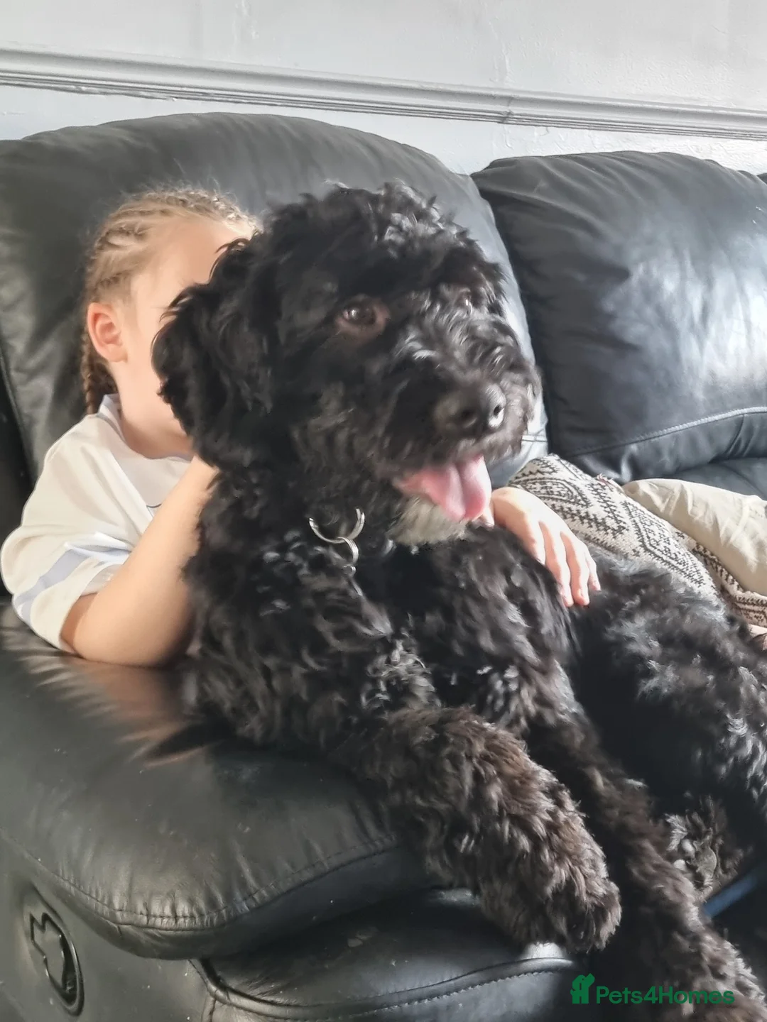 Sproodle dogs for sale: 7 month sproodle Wilson - Advert 2