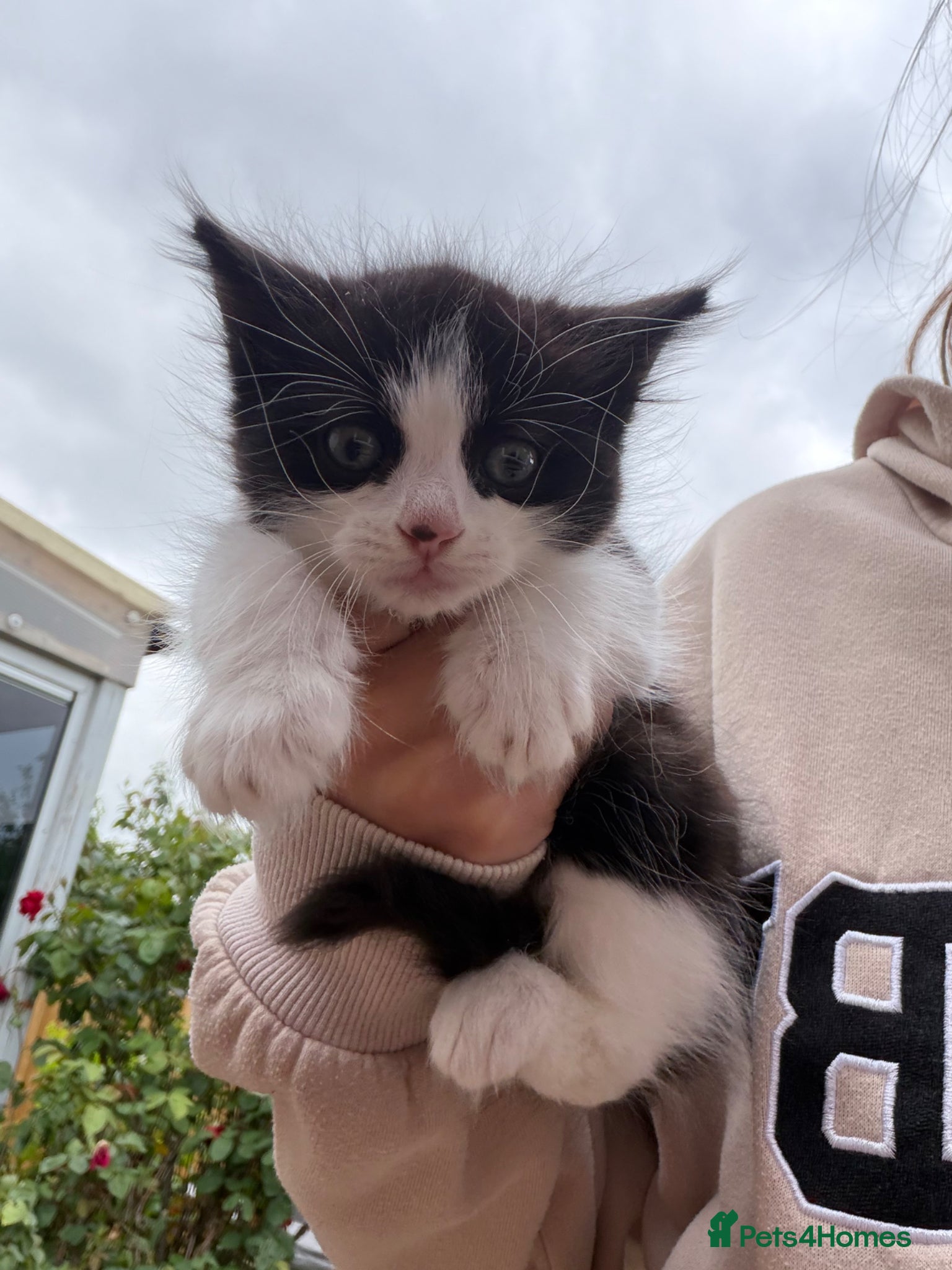 Mixed Breed cats 3 girl kittens ready to leave now  - Advert 4