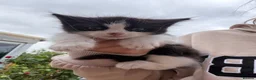 Mixed Breed cats for sale: 3 girl kittens ready to leave now  - Advert 1