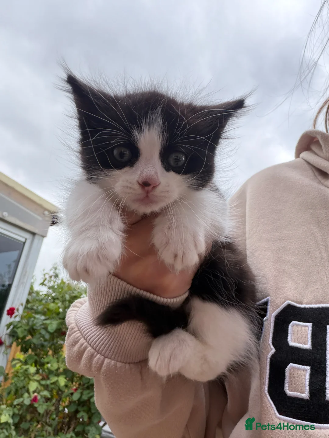 Mixed Breed cats for sale: 3 girl kittens ready to leave now  - Advert 1