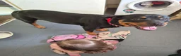 Rottweiler dogs for sale: Rottweiler  in Wrexham - Advert 4
