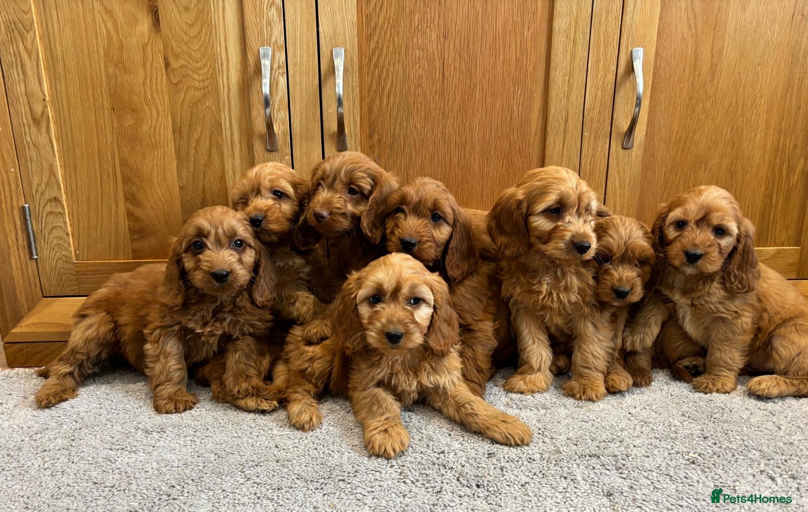 Cockapoo dogs Cockapoo Puppies Ready Now - Advert 6