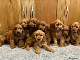 Cockapoo dogs Cockapoo Puppies Ready Now - Advert 6