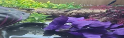 Lizard reptiles for sale:  Captive Bred Baby Jewelled Lacertas Available - Advert 1