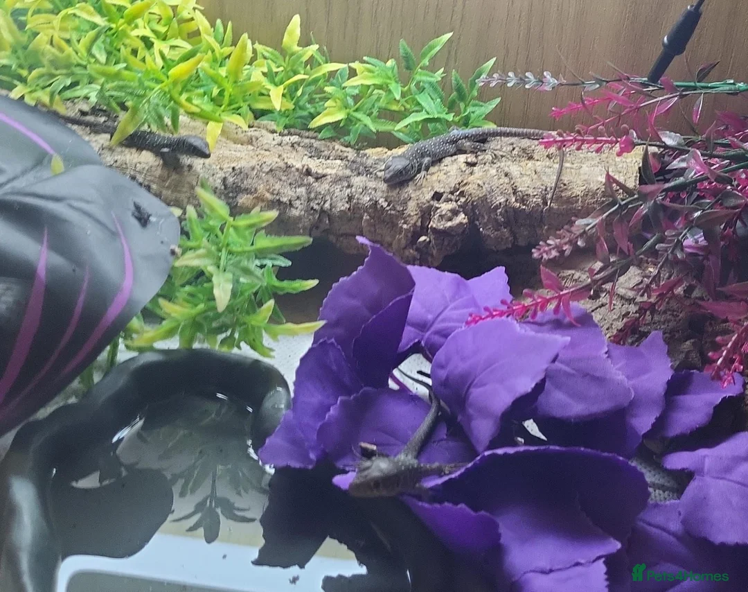 Lizard reptiles for sale:  Captive Bred Baby Jewelled Lacertas Available - Advert 1