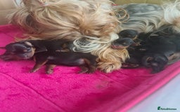 Yorkshire Terrier dogs for sale: Last female Yorkshire Terrier puppy left - Image 37