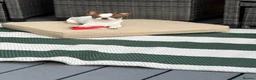 Chihuahua dogs for stud: Purebred Chihuahua Male for Stud  - Advert 13