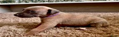 Light blue fawn brindle