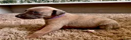 Whippet dogs for sale: The most precious! Kc wippets 🐶 boys & girls   - Advert 28