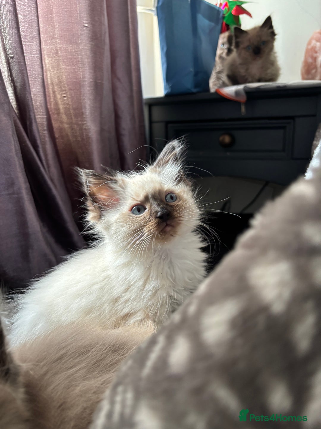 Ragdoll cats for sale: Mink Ragdoll kittens  - Image 5