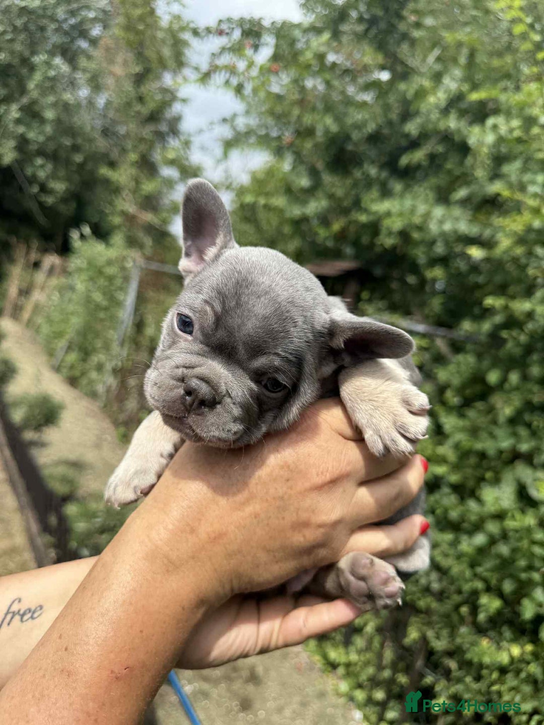 French Bulldog dogs for sale: Lilac French bulldogs  - Image 5