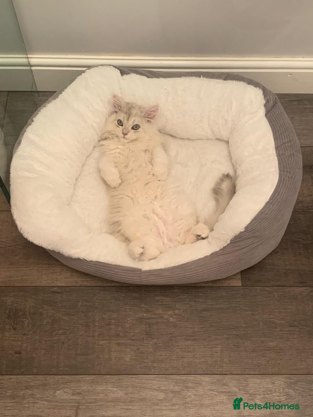 British Longhair cats for sale: Friendliest British long hair male in Birmingham - Image 2
