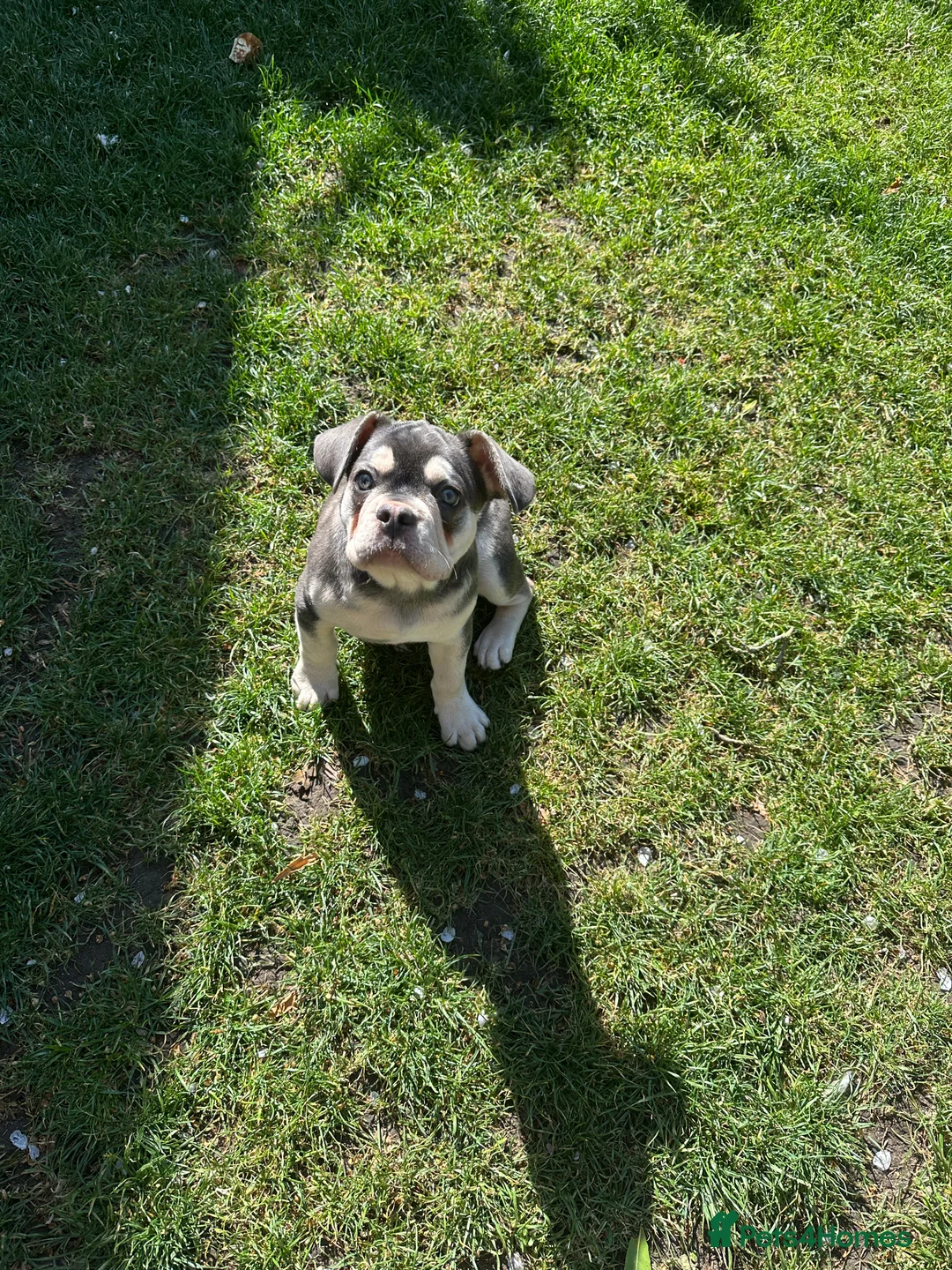 French Bulldog dogs for sale: Stunning French Bulldog 🧬 1 year old  - Advert 4