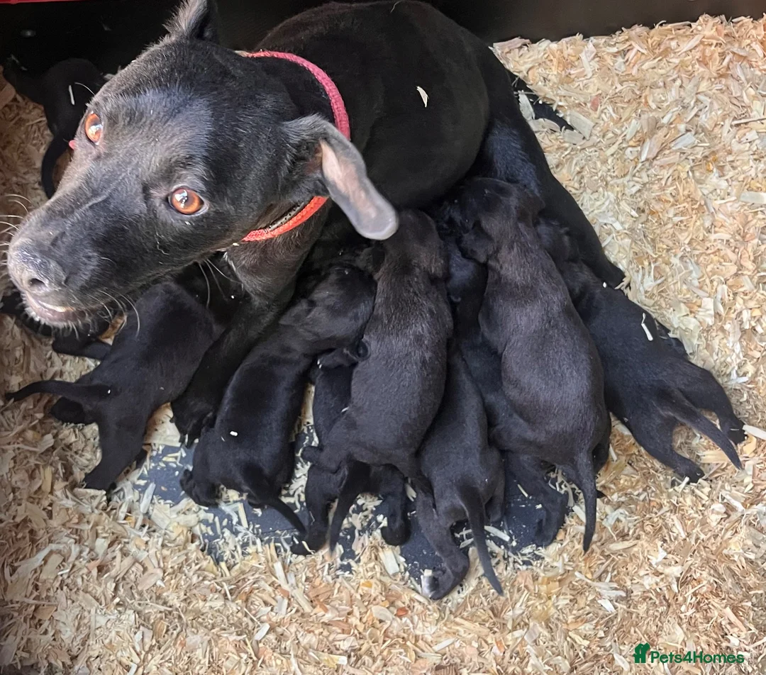 Patterjack dogs for sale: Patterdale x Jack Russell  - Advert 2