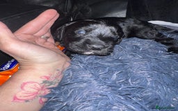 Mixed Breed dogs for sale: 9 BEAUTIFUL CHUNKY LABRADOR/COCKAPOO  - Image 11