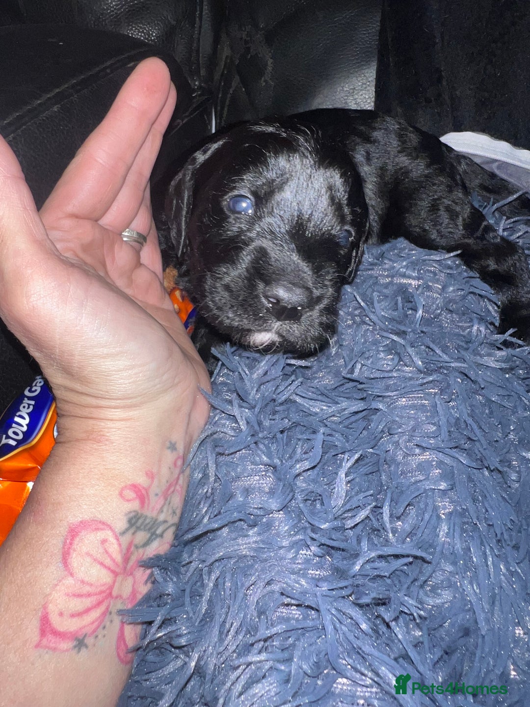 Mixed Breed dogs for sale: 9 BEAUTIFUL CHUNKY LABRADOR/COCKAPOO  - Image 11