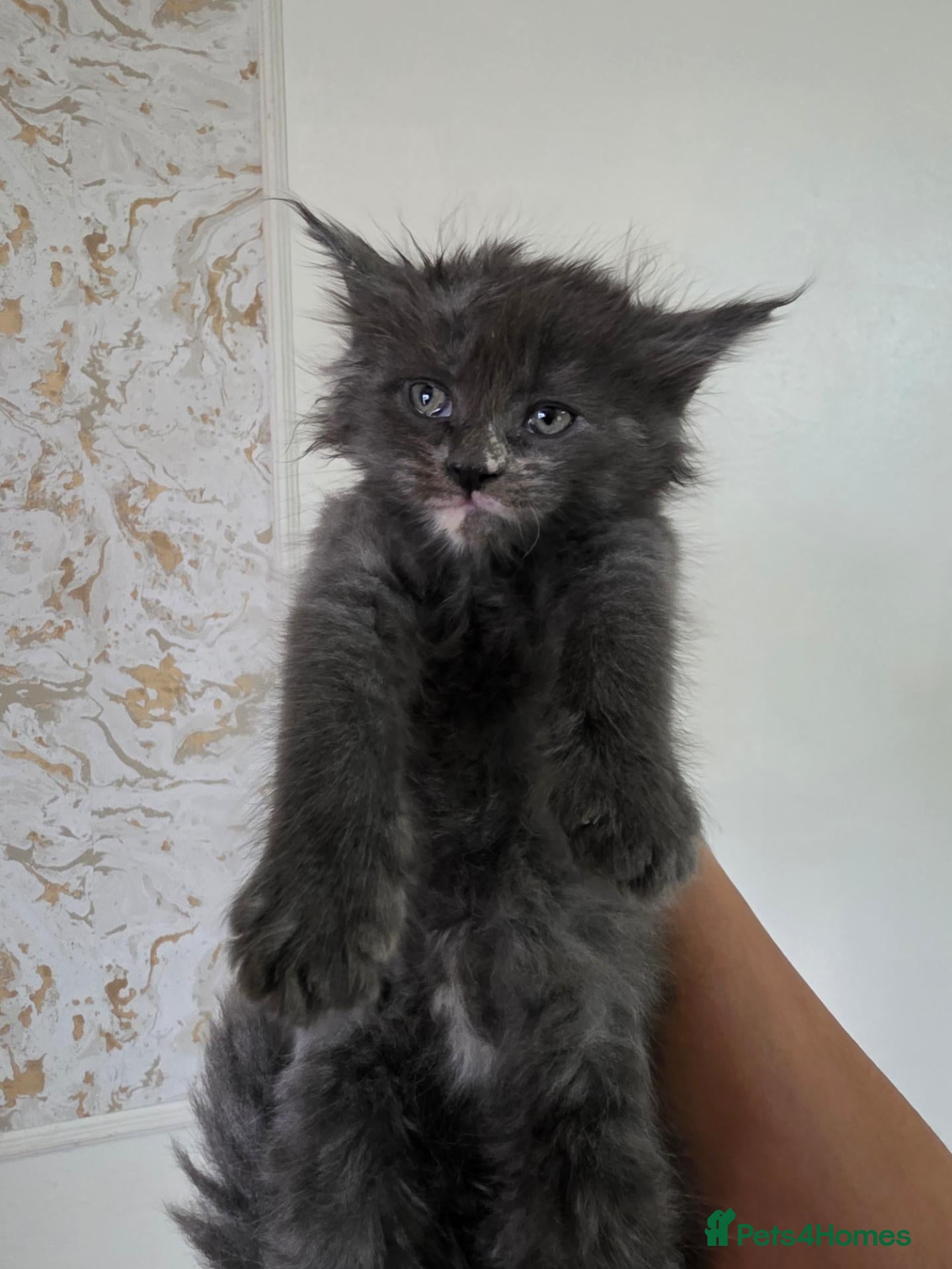 Maine Coon cats for sale: Championship maine coon kittens - Advert 1