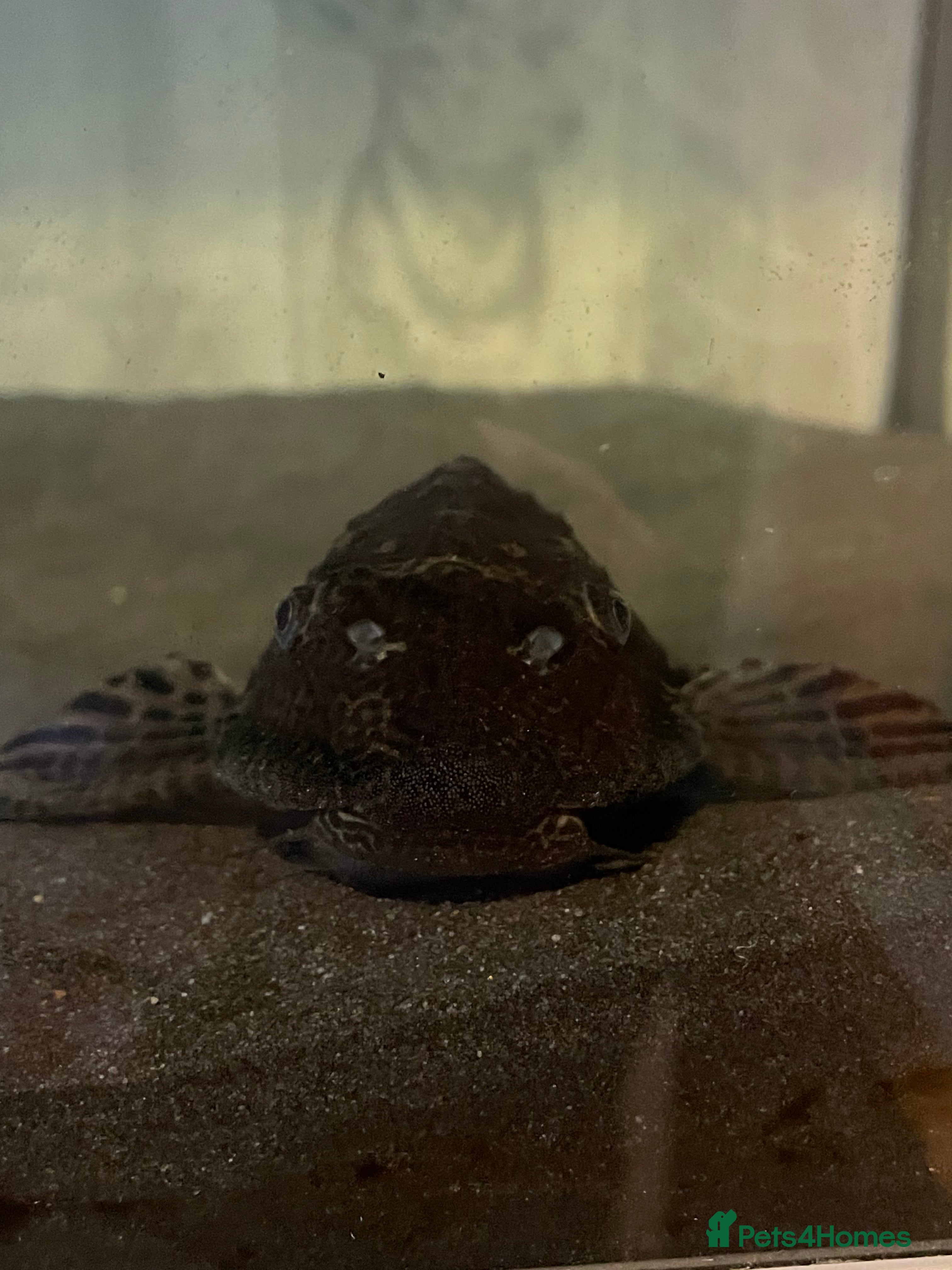 Plecos fish Pleco fish  - Advert 2