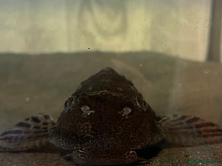 Plecos fish Pleco fish - Advert 1