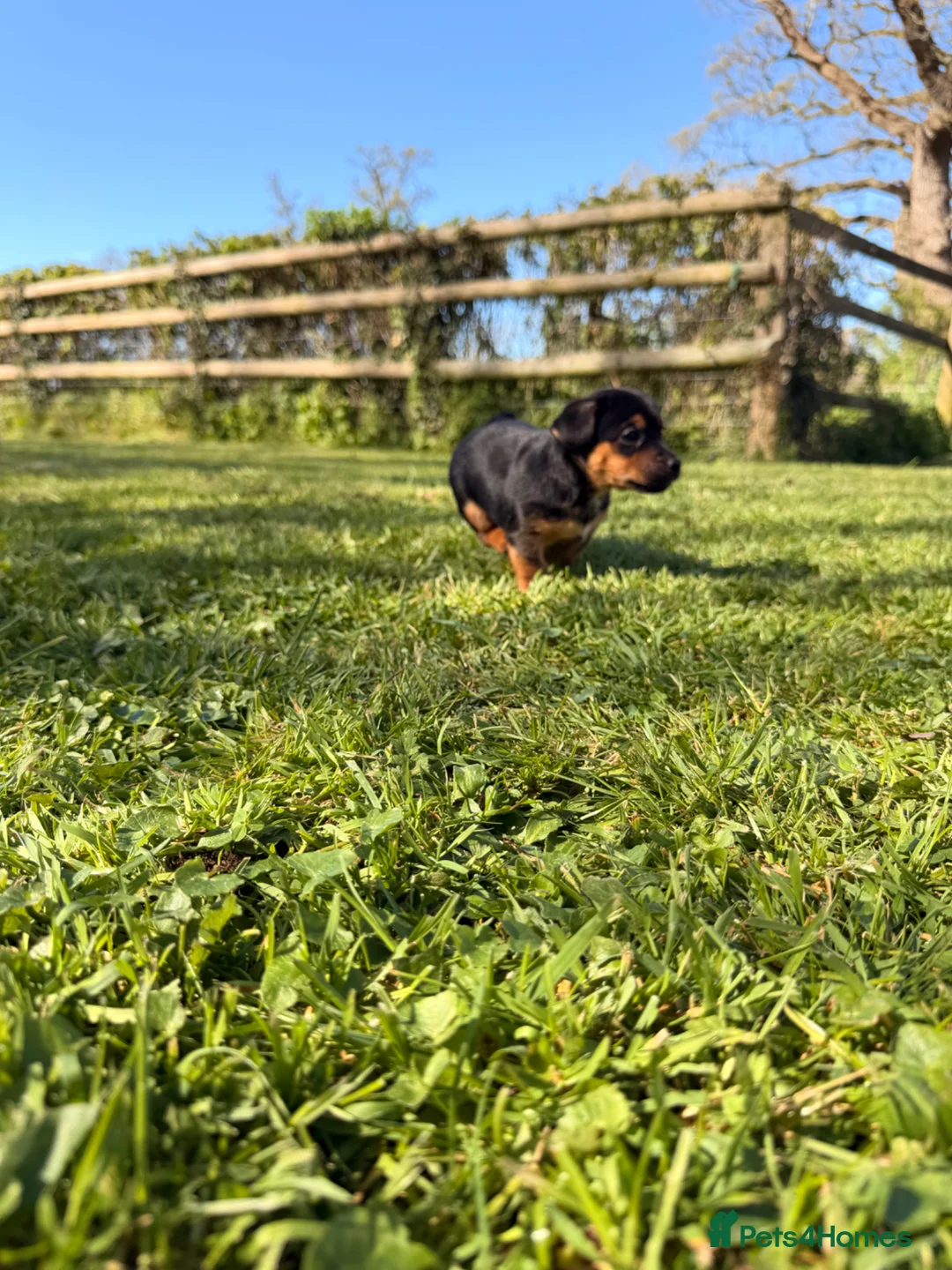 Jack Russell dogs for sale: Gorgeous Jack Russell Boy - Advert 2