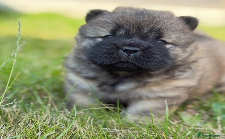 Chow Chow dogs - Advert 3