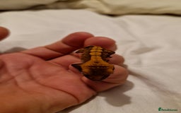 Gecko reptiles for sale: X2 Crested Gecko Babies still available 2/10/25 - Image 2