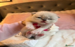 British Shorthair cats for sale: British Shorthair kittens Champion Line 🥇🏆😻 - Image 8