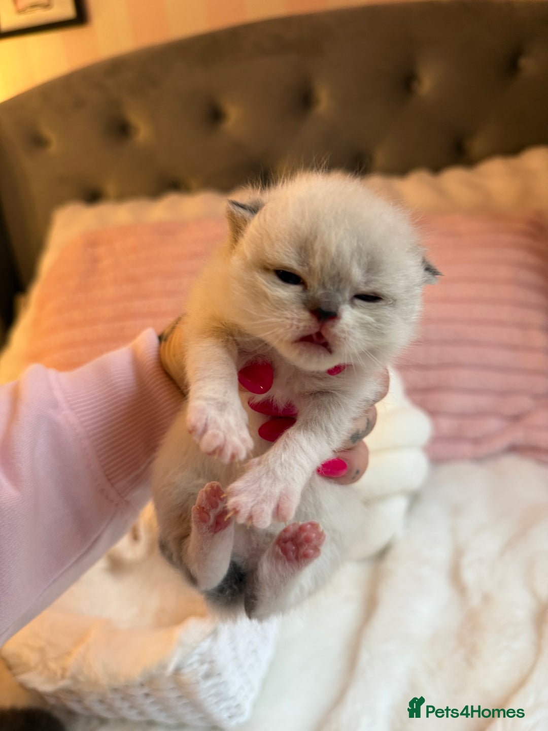 British Shorthair cats for sale: British Shorthair kittens Champion Line 🥇🏆😻 - Image 8